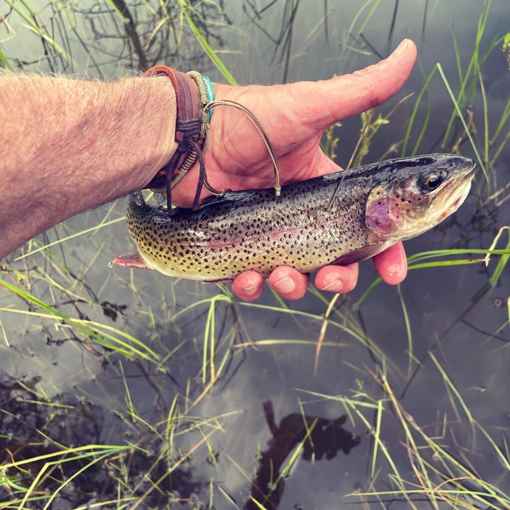 Cutbow
