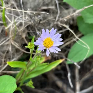 The Courageous Art of Exposing Yourself to Potential Pain